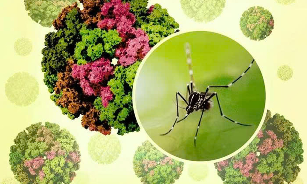 Bộ Y tế khuyến cáo khẩn các biện pháp phòng, chống dịch bệnh Chikungunya