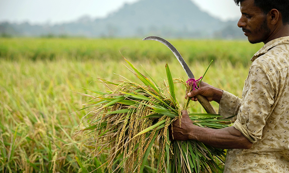 Ấn Độ tiếp tục cấm xuất khẩu gạo